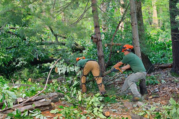 Best Stump Grinding and Removal  in South Greeley, WY